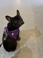 Akc fluffy carrier chocolate, a female French Bulldog for sale in Athens, TN – Photo 1 of 5