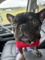 Akc fluffy carrier chocolate, a female French Bulldog for sale in Athens, TN – Photo 3 of 5