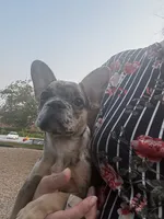 Baddie , a female French Bulldog for sale in Athens, TN – 6 of 8