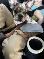 Baddie, a female French Bulldog for sale in Athens, TN – 2 of 3