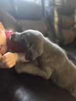 Akc Gracie, a female Labrador Retriever for sale in Athens, TN – Photo 7 of 7