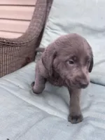 Akc Gracie, a female Labrador Retriever for sale in Athens, TN – Photo 2 of 7