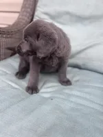 Akc Gracie, a female Labrador Retriever for sale in Athens, TN – Photo 3 of 7