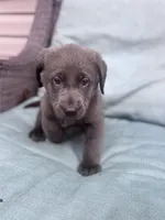 Akc Gracie, a female Labrador Retriever for sale in Athens, TN – Photo 1 of 7