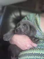 Akc Gracie, a female Labrador Retriever for sale in Athens, TN – Photo 4 of 7