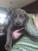 Akc Gracie, a female Labrador Retriever for sale in Athens, TN – Photo 5 of 7