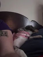 Annabelle, a female Miniature Aussiedoodle for sale in Athens, TN – Photo 4 of 4