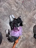 Annabelle, a female Miniature Aussiedoodle for sale in Athens, TN – Photo 2 of 4