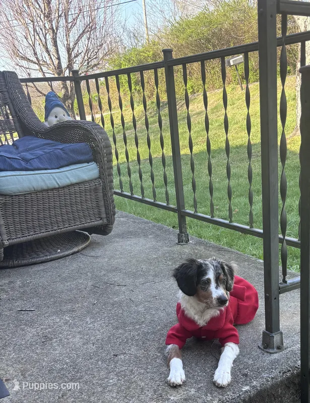 Annabelle, a female Miniature Aussiedoodle for sale in Athens, TN – Photo 1 of 4