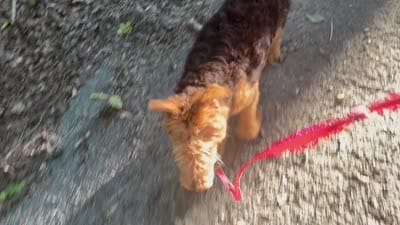 Girlie, a female Airedale Terrier for sale in Athens, TN – 4 of 4