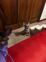 Baddie, a female French Bulldog for sale in Athens, TN – 3 of 3