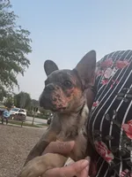 Baddie , a female French Bulldog for sale in Athens, TN – 7 of 8
