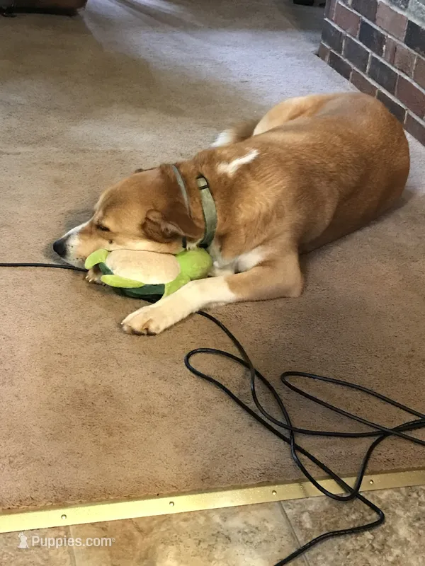 Abraham – Border Collie, Akita puppy for sale in Athens, TN