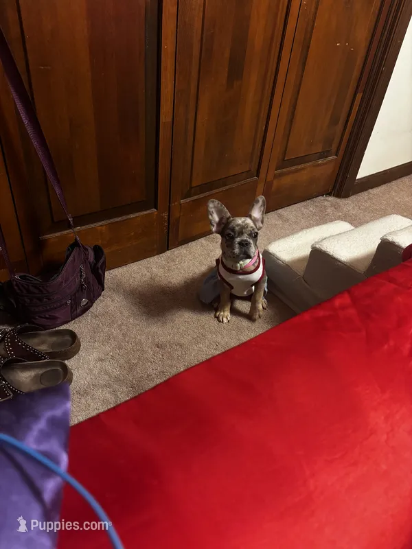 Baddie  – French Bulldog puppy for sale in Athens, TN
