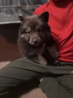 Little wolfe girl , a female Pomsky for sale in Athens, TN – Photo 3 of 3