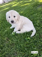 Blue Male, a male English Cream Golden Retriever for sale in Donnellson, IA – 4 of 4