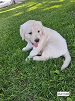 Blue Male, a male English Cream Golden Retriever for sale in Donnellson, IA – 2 of 4