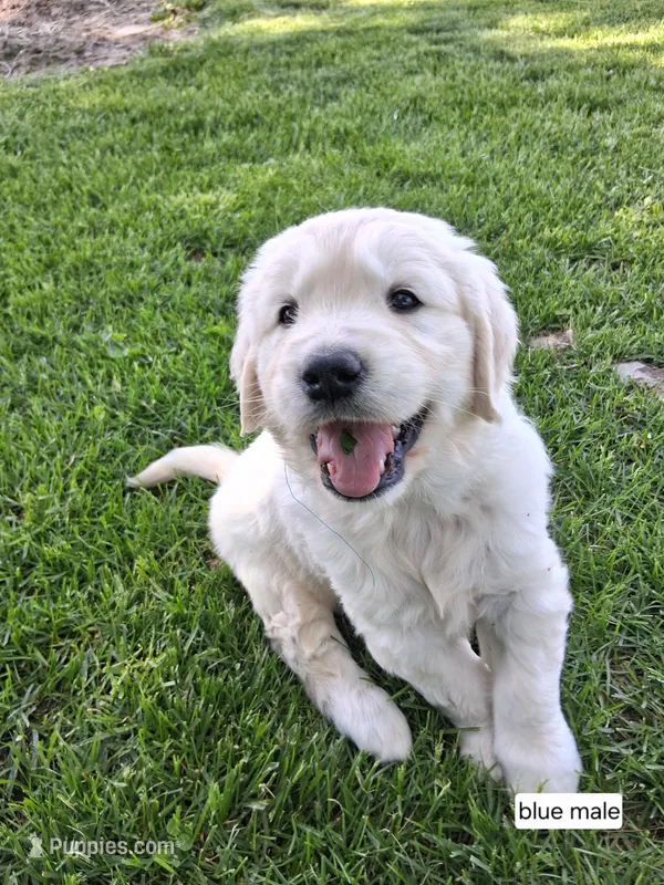 Blue Male – English Cream Golden Retriever puppy for sale in Donnellson, IA