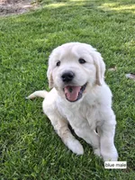Blue Male, a male English Cream Golden Retriever for sale in Donnellson, IA – 1 of 4