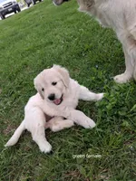 Green female , a female English Cream Golden Retriever for sale in Donnellson, IA – 2 of 4