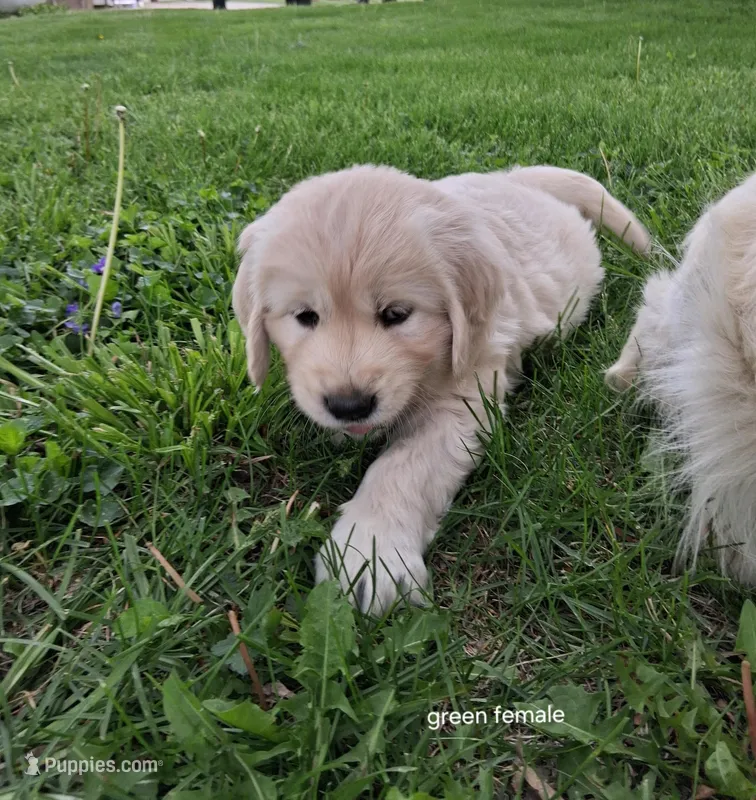 Green female  – English Cream Golden Retriever puppy for sale in Donnellson, IA