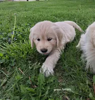 Green female , a female English Cream Golden Retriever for sale in Donnellson, IA – 1 of 4