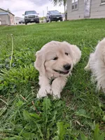 Green female , a female English Cream Golden Retriever for sale in Donnellson, IA – 3 of 4
