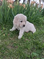 Green female , a female English Cream Golden Retriever for sale in Donnellson, IA – 4 of 4