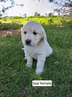 Teal female , a female English Cream Golden Retriever for sale in Donnellson, IA – 2 of 5
