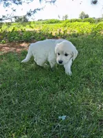 Teal female , a female English Cream Golden Retriever for sale in Donnellson, IA – 4 of 5