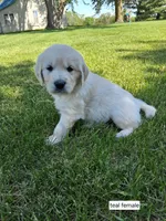 Teal female , a female English Cream Golden Retriever for sale in Donnellson, IA – 3 of 5