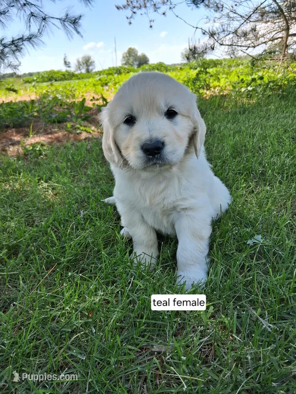 Teal female  – English Cream Golden Retriever puppy on hold in Donnellson, IA