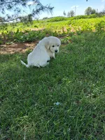 Teal female , a female English Cream Golden Retriever for sale in Donnellson, IA – 5 of 5