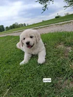 Purple female, a male English Cream Golden Retriever for sale in Donnellson, IA – 2 of 4