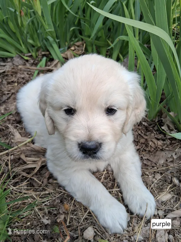 Purple female – English Cream Golden Retriever puppy for sale in Donnellson, IA