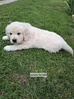 Purple female, a male English Cream Golden Retriever for sale in Donnellson, IA – 4 of 4