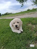 Purple female, a male English Cream Golden Retriever for sale in Donnellson, IA – 3 of 4