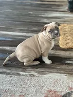 Tag, a male American Pit Bull Terrier for sale in Waycross, GA – Photo 9 of 9