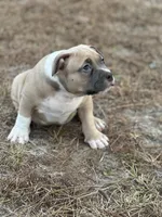 Tag, a male American Pit Bull Terrier for sale in Waycross, GA – Photo 2 of 9