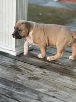 Tag, a male American Pit Bull Terrier for sale in Waycross, GA – Photo 8 of 9