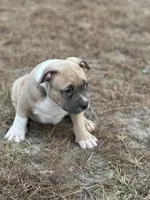 Tag, a male American Pit Bull Terrier for sale in Waycross, GA – Photo 7 of 9