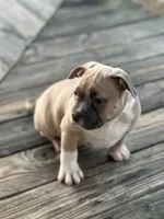 Tag, a male American Pit Bull Terrier for sale in Waycross, GA – Photo 3 of 9