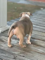 Tag, a male American Pit Bull Terrier for sale in Waycross, GA – Photo 6 of 9