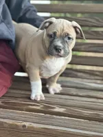 Tag, a male American Pit Bull Terrier for sale in Waycross, GA – Photo 1 of 9