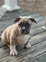 Tag, a male American Pit Bull Terrier for sale in Waycross, GA – Photo 5 of 9