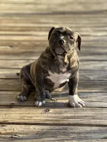 Prada, a female American Pit Bull Terrier for sale in Waycross, GA – Photo 3 of 4