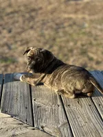 Prada, a female American Pit Bull Terrier for sale in Waycross, GA – Photo 4 of 4