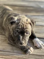 Prada, a female American Pit Bull Terrier for sale in Waycross, GA – Photo 2 of 4