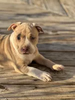 Chanel, a female American Pit Bull Terrier for sale in Waycross, GA – Photo 2 of 4