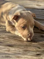 Chanel, a female American Pit Bull Terrier for sale in Waycross, GA – Photo 4 of 4